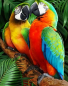 Preview: Diamond Painting Zwei Papageien Aras